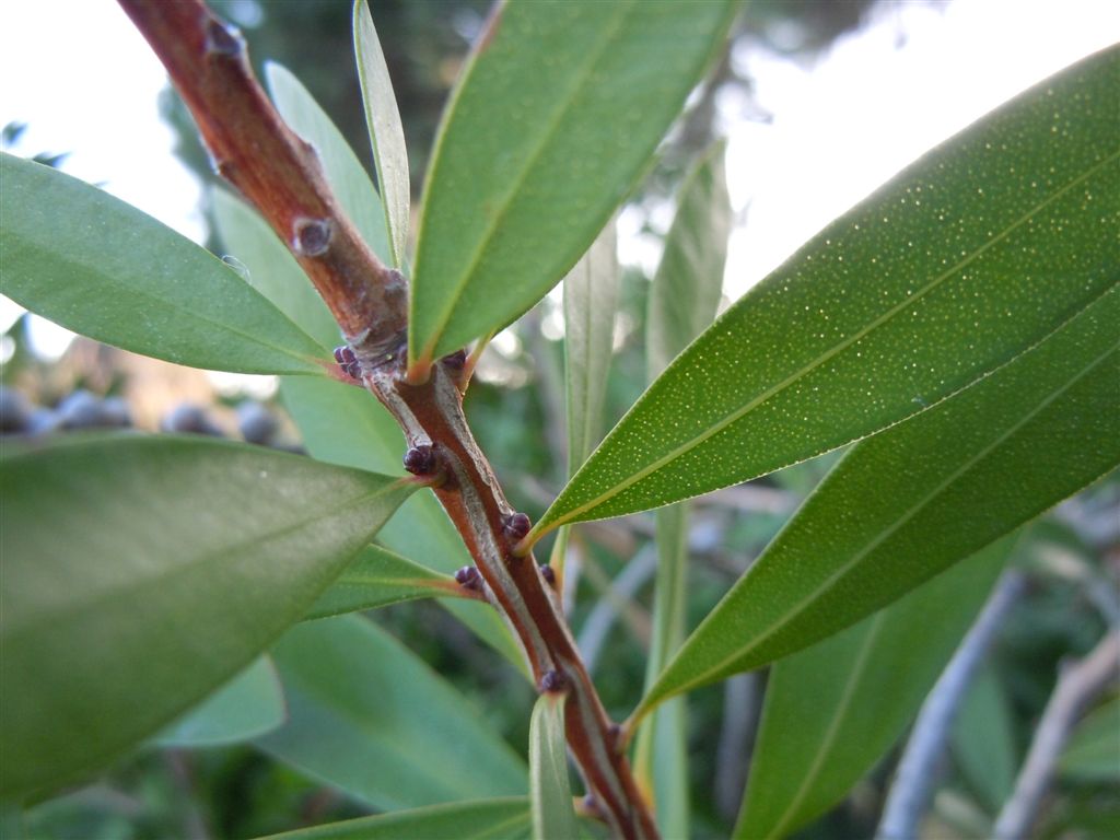 Callistemon speciosus